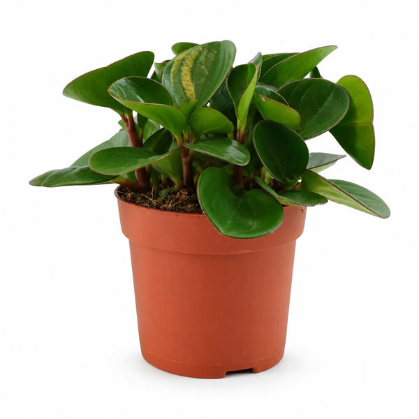 Mini Pflanzen kaufen