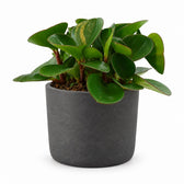 Peperomia Obtipan (15cm, Ø11cm), Stylingbeispiel im Übertopf (Übertopf nicht enthalten)