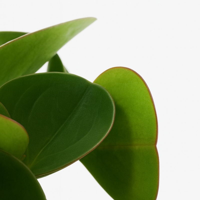 Peperomia Obtipan Detail