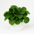 Peperomia Rana Verde 15cm im 11cm Topf