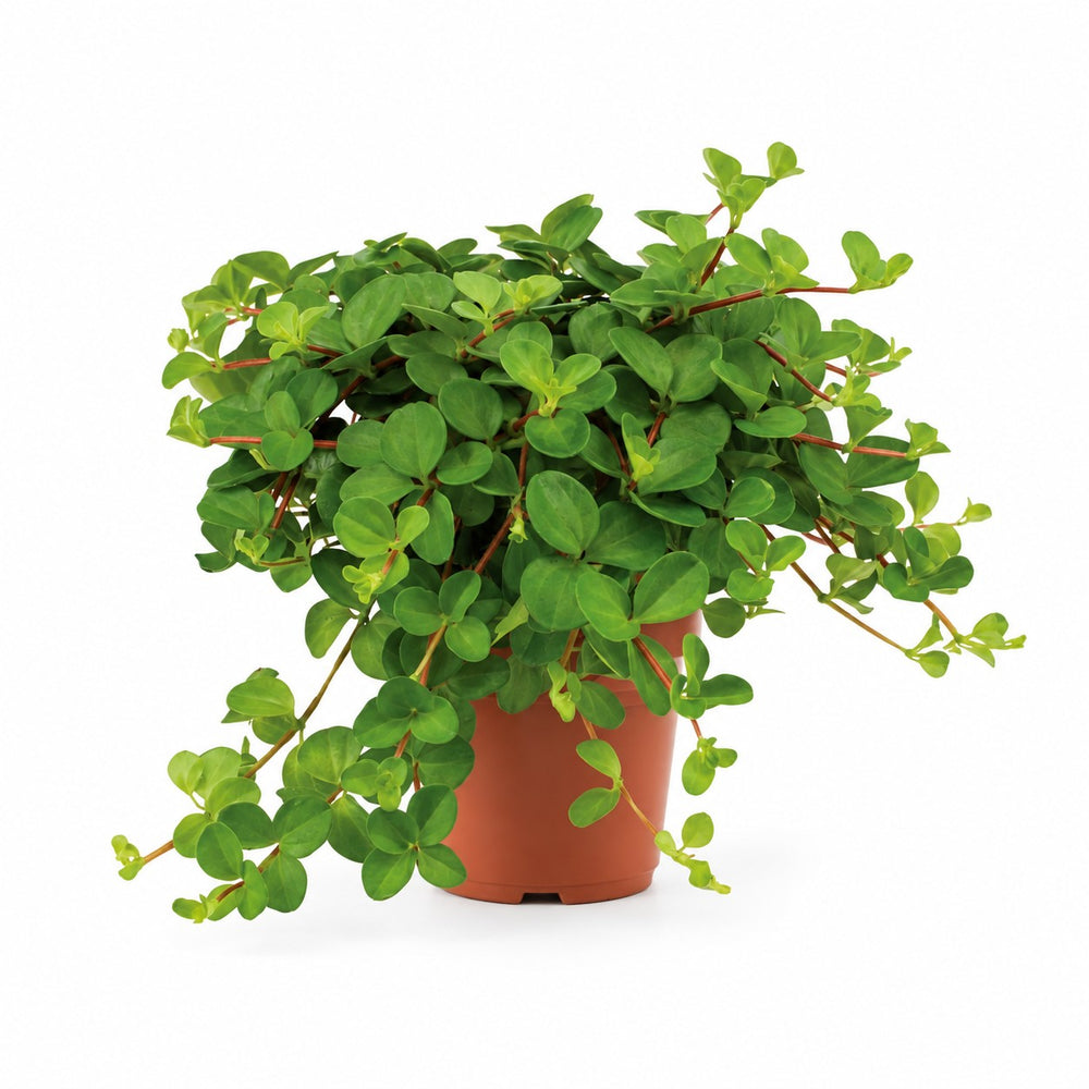 Peperomia Rotundifolia (15cm, Ø11cm) im Kulturtopf