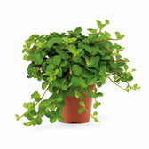 Peperomia Rotundifolia (15cm, Ø11cm) im Kulturtopf