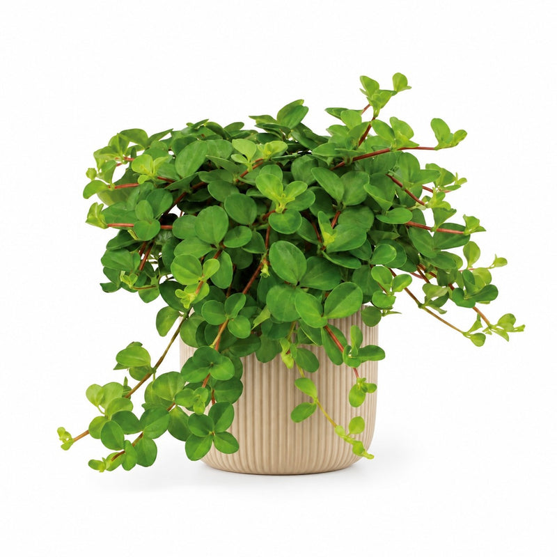 Peperomia Rotundifolia Detail