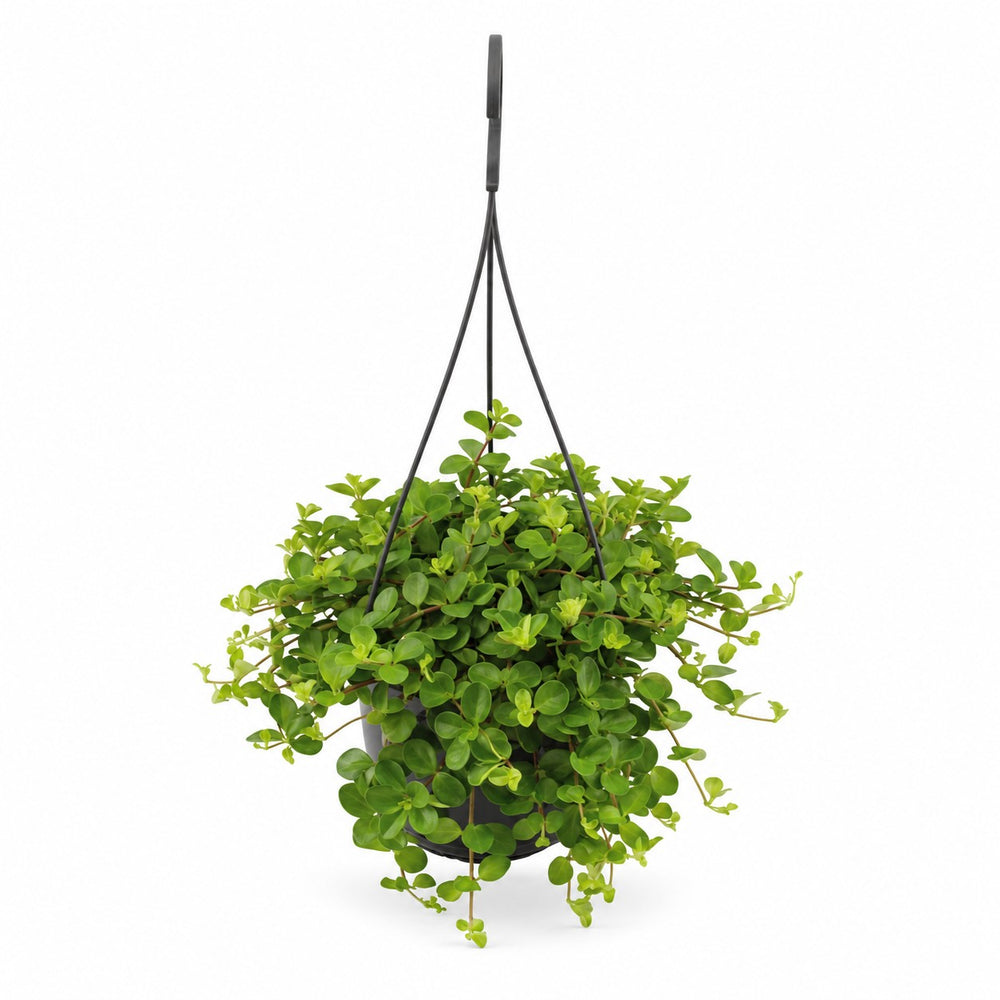 Peperomia Rotundifolia (25cm, Ø15cm) im Kulturtopf