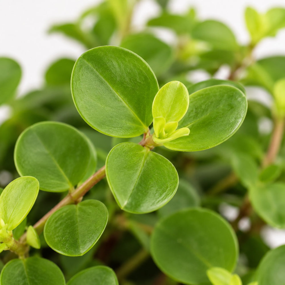 Peperomia Rotundifolia (25cm, Ø15cm), Nahaufnahme Blatt