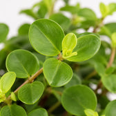 Peperomia Rotundifolia (25cm, Ø15cm), Nahaufnahme Blatt