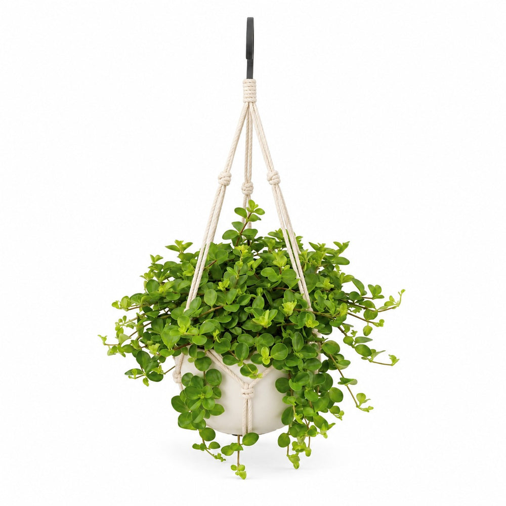 Peperomia Rotundifolia (25cm, Ø15cm), Stylingbeispiel im Übertopf (Übertopf nicht enthalten)