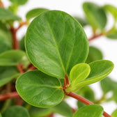 Peperomia Rotundifolia, Nahaufnahme Blatt