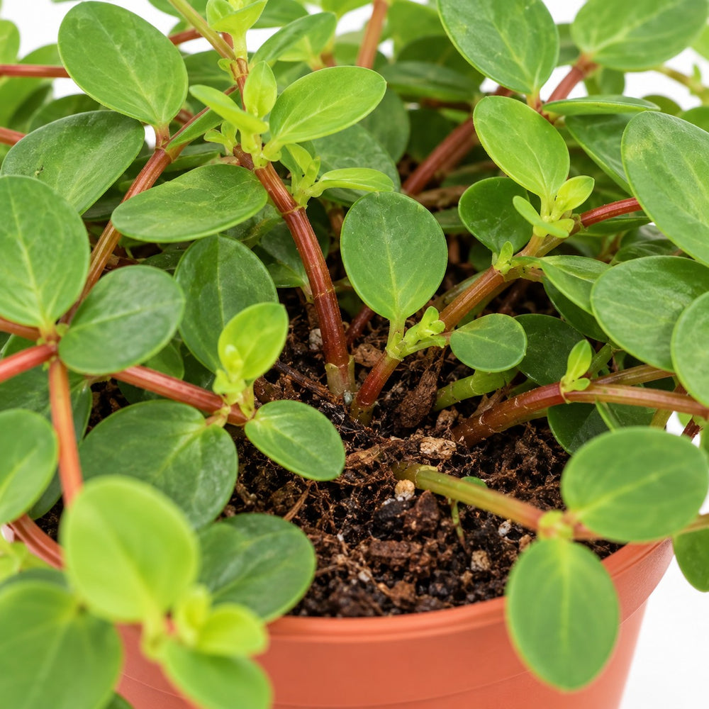 Peperomia Rotundifolia, Nahaufnahme Wuchs und Triebansatz