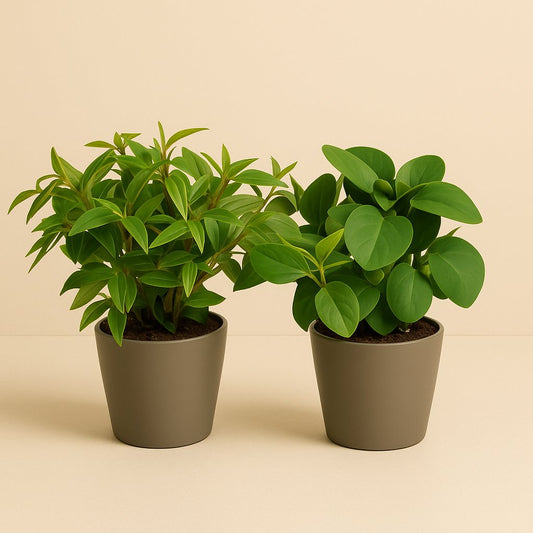 Peperomia Duo - 2 Stück - 15cm