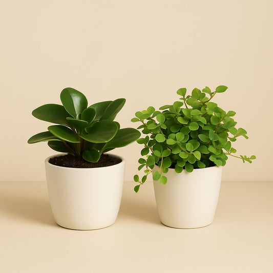 Peperomia Duo 1.0 - 2 Stück - 15cm