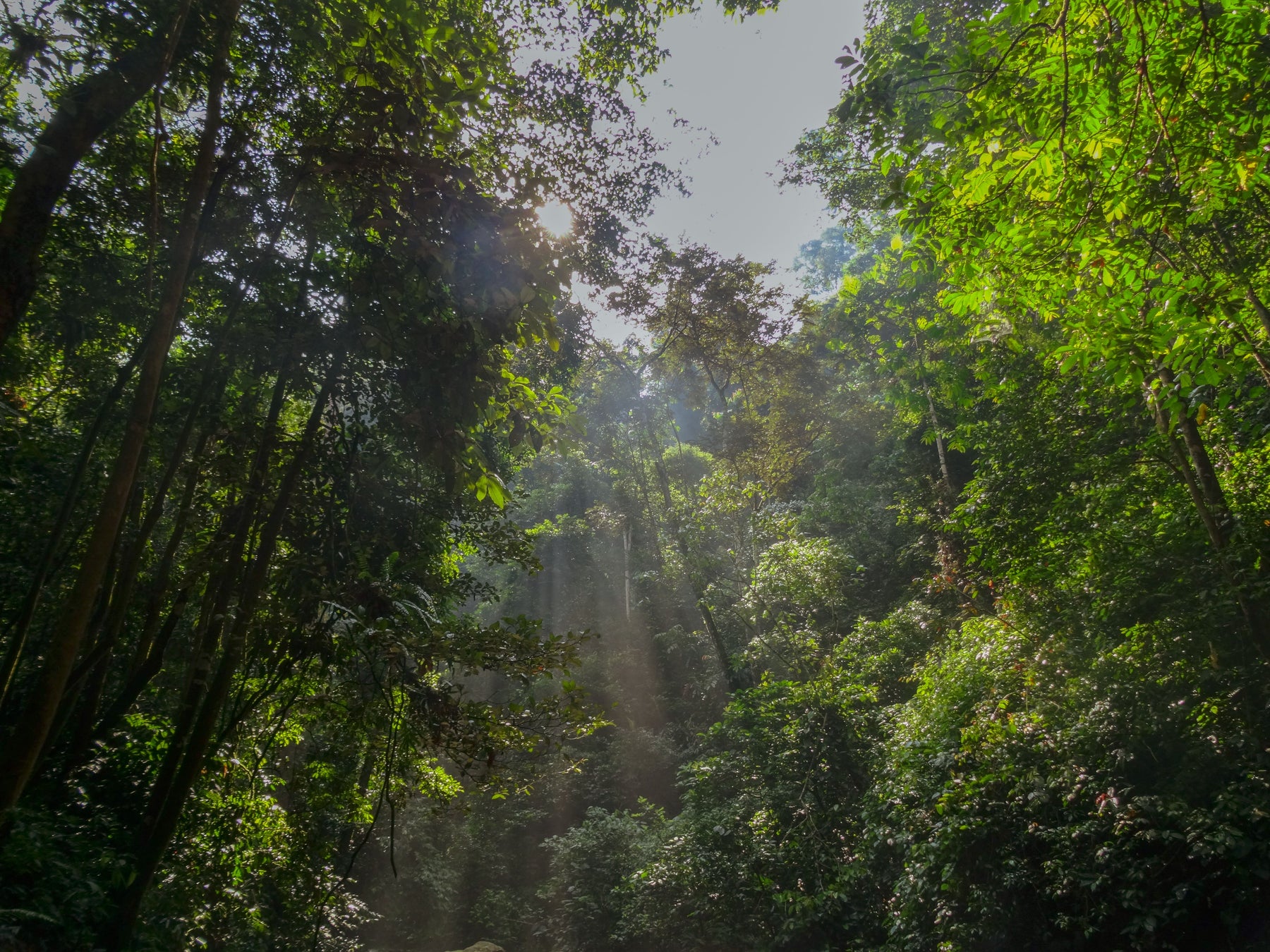 Urwaldriese im Amazonas-Regenwald