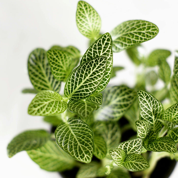 Fittonia albivenis