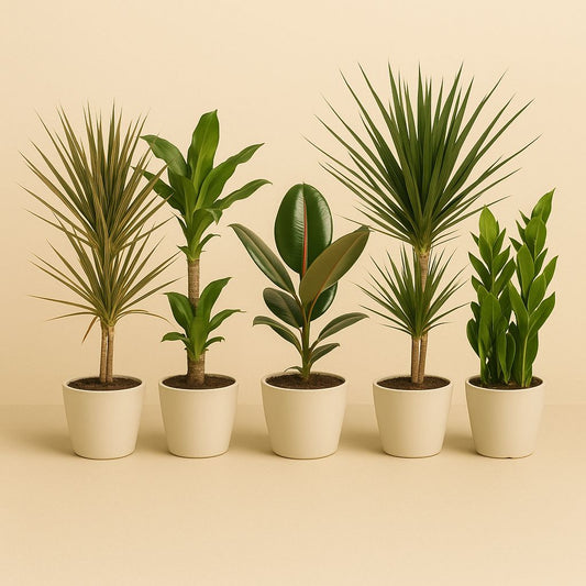 Zimmerpflanzen-Set "Green Giants" - 5 Stück - 55-75cm