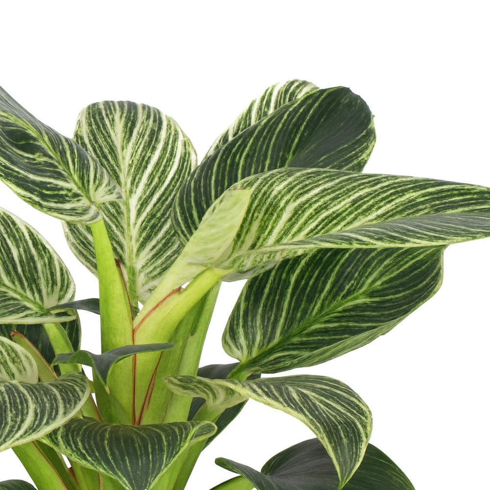 Philodendron Birkin 25cm im 14cm Topf Nahaufnahme