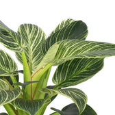 Philodendron Birkin 25cm im 14cm Topf Nahaufnahme