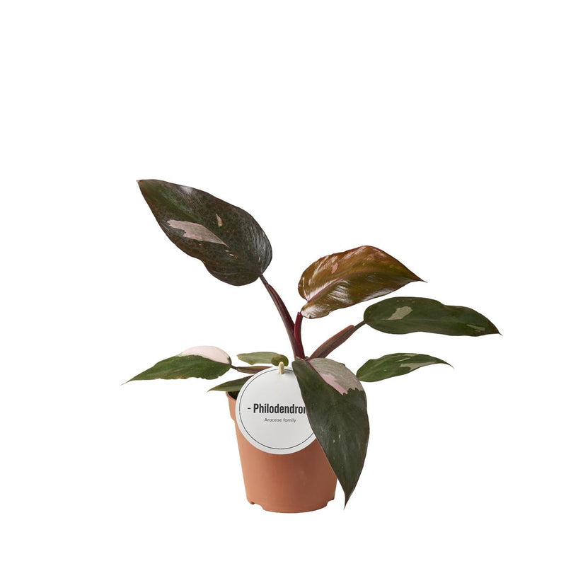 Philodendron Burgundy Princess - 25cm Detail