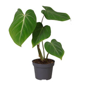Philodendron Gloriosum 35cm Nahaufnahme