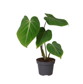 Philodendron Gloriosum 35cm