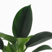Philodendron Green Princess 25cm im 12cm Topf Nahaufnahme