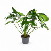 Philodendron Green Wonder (100cm, Ø24cm) im Kulturtopf