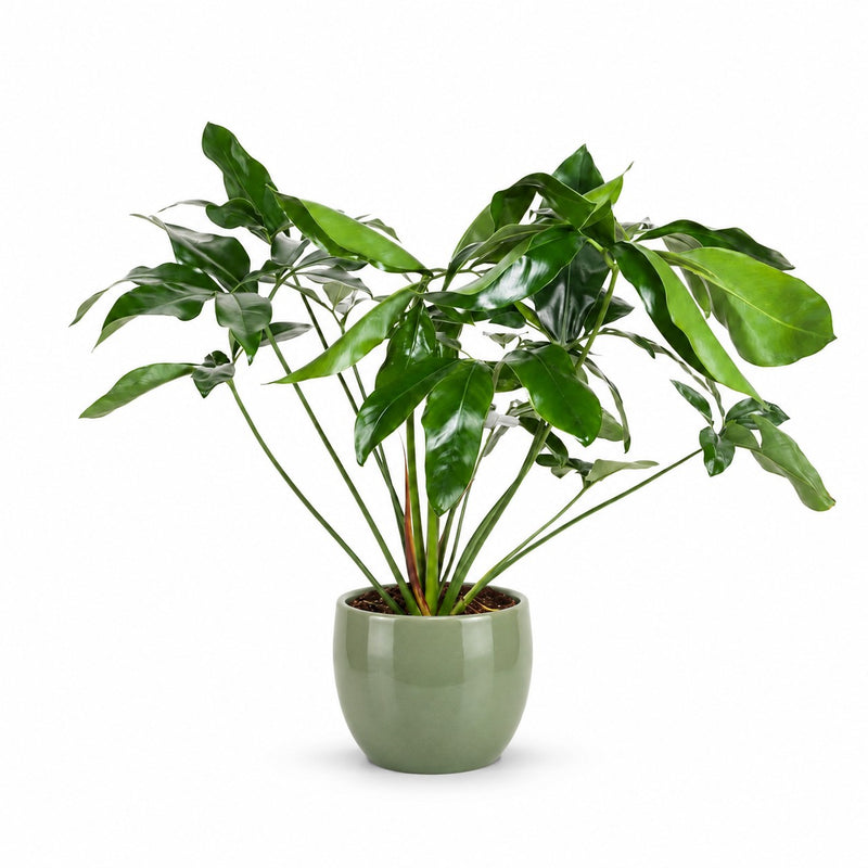 Philodendron Green Wonder Detail