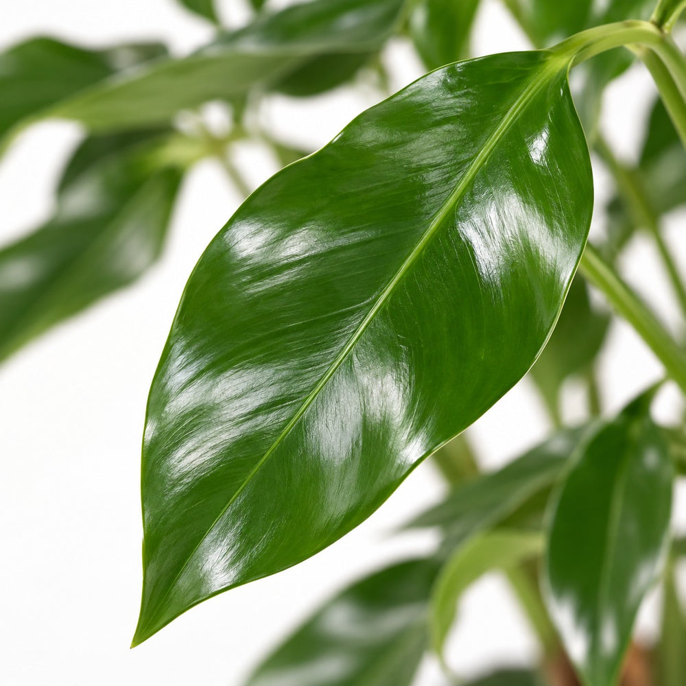 Philodendron Green Wonder, Nahaufnahme Blatt