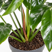 Philodendron Green Wonder, Nahaufnahme Wuchs und Triebansatz