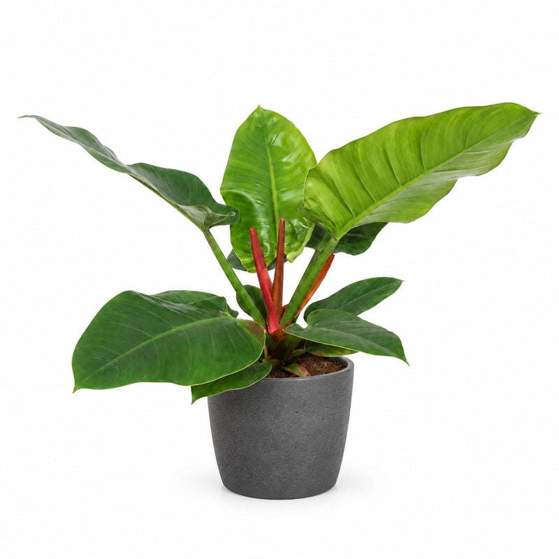Philodendron Imperial Green Detail