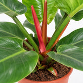 Philodendron Imperial Green, Nahaufnahme Wuchs und Triebansatz