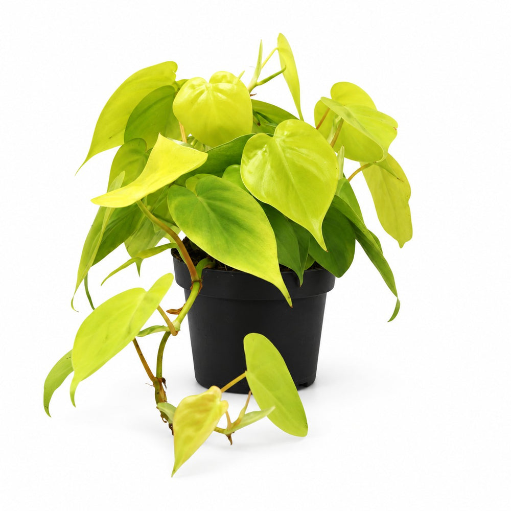 Philodendron Lime (20cm, Ø12cm) im Kulturtopf