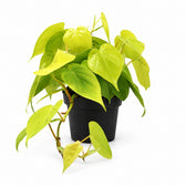Philodendron Lime (20cm, Ø12cm) im Kulturtopf