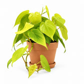 Philodendron Lime (20cm, Ø12cm), Stylingbeispiel im Übertopf (Übertopf nicht enthalten)