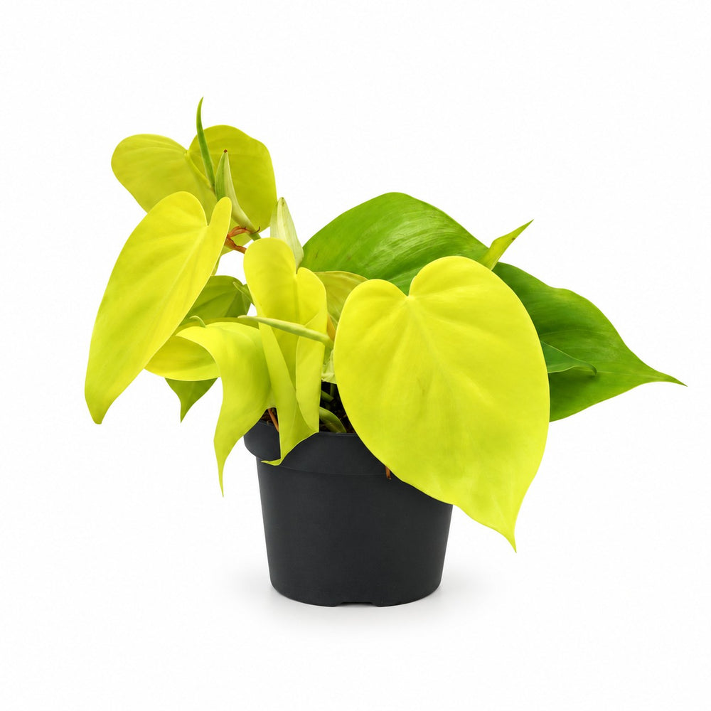 Philodendron Lime - 20cm im Kulturtopf
