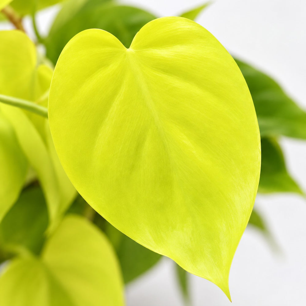 Philodendron Lime, Nahaufnahme Blatt