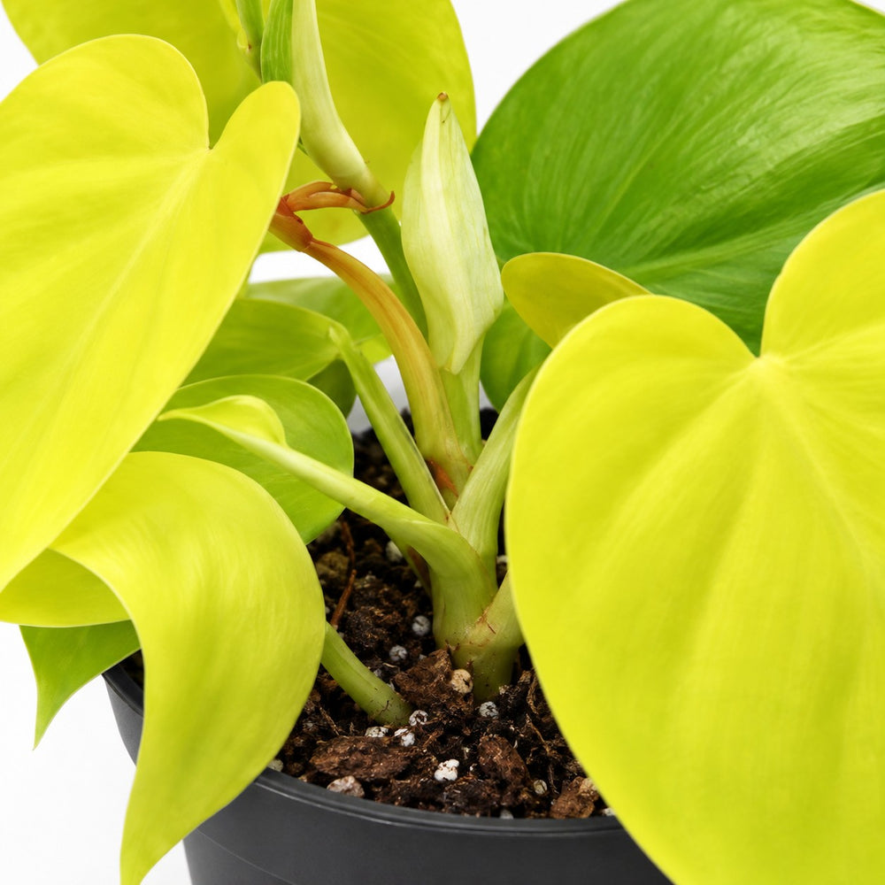 Philodendron Lime, Nahaufnahme Wuchs und Triebansatz