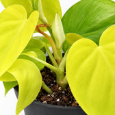 Philodendron Lime, Nahaufnahme Wuchs und Triebansatz