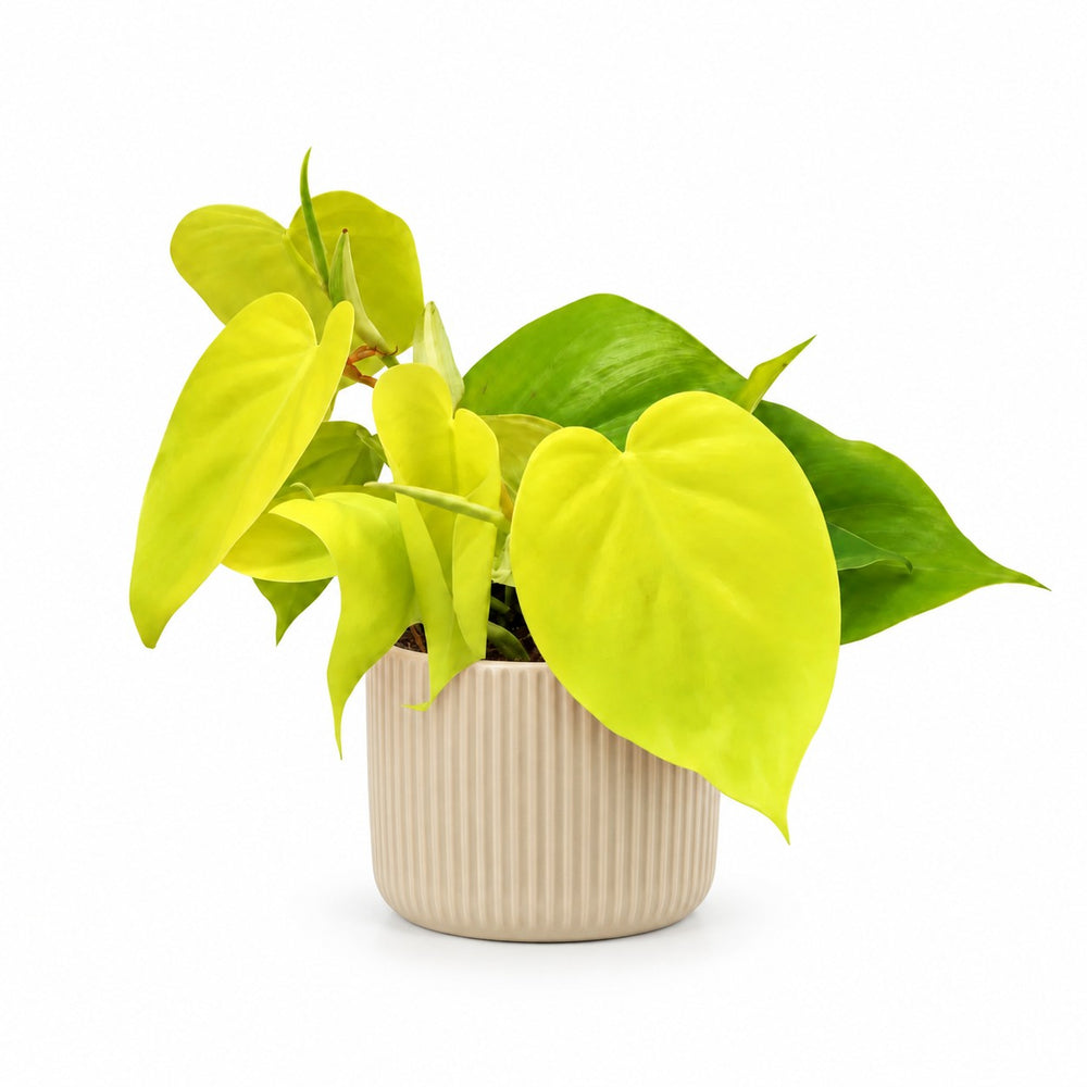 Philodendron Lime - 20cm, Stylingbeispiel im Übertopf (Übertopf nicht enthalten)