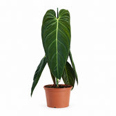 Philodendron Melanochrysum (75cm, Ø21cm) im Kulturtopf