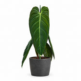 Philodendron Melanochrysum (75cm, Ø21cm), Stylingbeispiel im Übertopf (Übertopf nicht enthalten)
