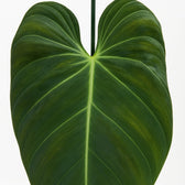 Philodendron Melanochrysum 75cm im 21cm Topf Nahaufnahme