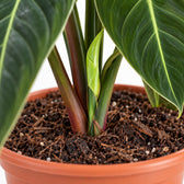 Philodendron Melanochrysum, Nahaufnahme Wuchs und Triebansatz