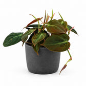 Philodendron Micans (15cm, Ø12cm), Stylingbeispiel im Übertopf (Übertopf nicht enthalten)