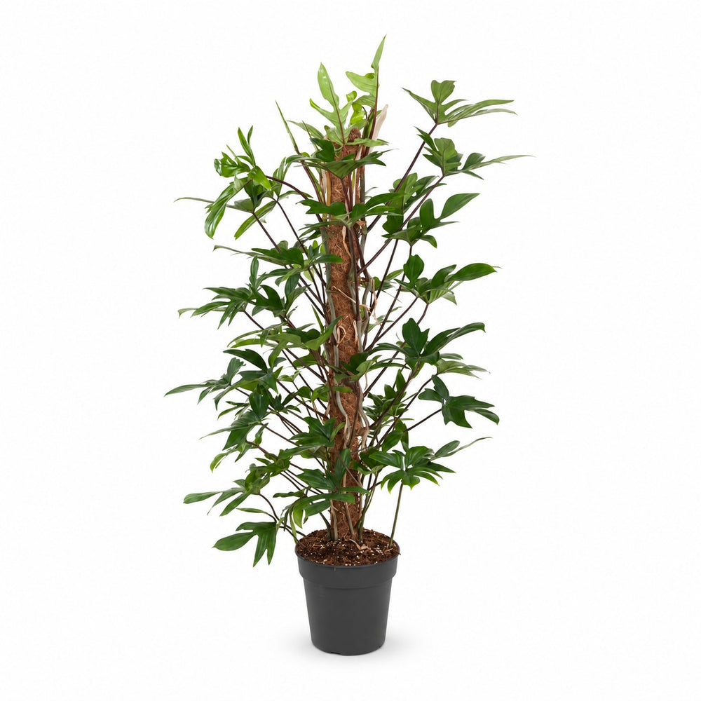 Philodendron Pedatum (120cm, Ø24cm) im Kulturtopf