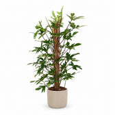 Philodendron Pedatum (120cm, Ø24cm), Stylingbeispiel im Übertopf (Übertopf nicht enthalten)