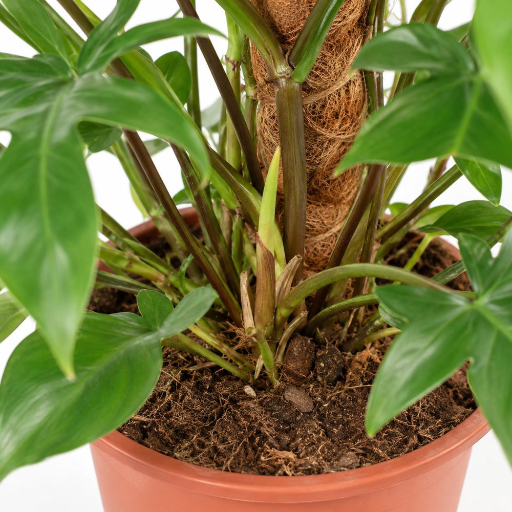 Philodendron Pedatum (130cm, Ø27cm), Nahaufnahme Wuchs und Triebansatz
