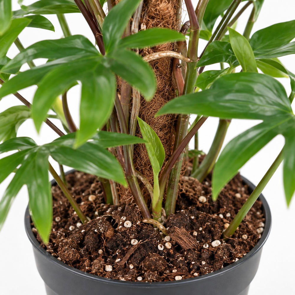 Philodendron Pedatum, Nahaufnahme Wuchs und Triebansatz