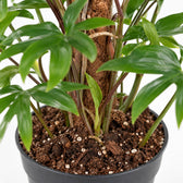 Philodendron Pedatum, Nahaufnahme Wuchs und Triebansatz
