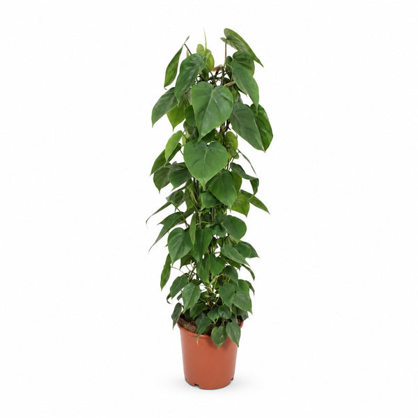 Philodendron Scandens (120cm, Ø24cm) im Kulturtopf