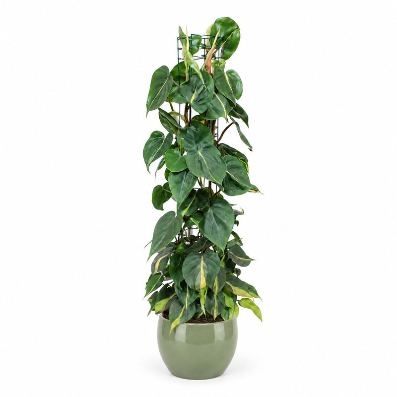 Philodendron Scandens Brasil Detail